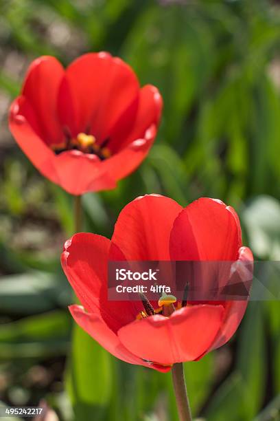 Rosso Primavera Tulipani Fiori In Verde Erba - Fotografie stock e altre immagini di Bellezza naturale - Bellezza naturale, Bouquet, Close-up