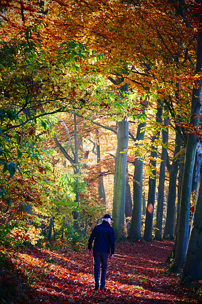 Man walking in the forest in autumn.Sunlight is shining through the trees.