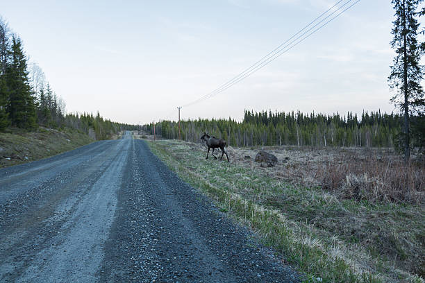Elk yearling at the road side carefully watching the photographer