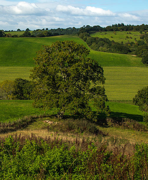 Oak and Lines stock photo