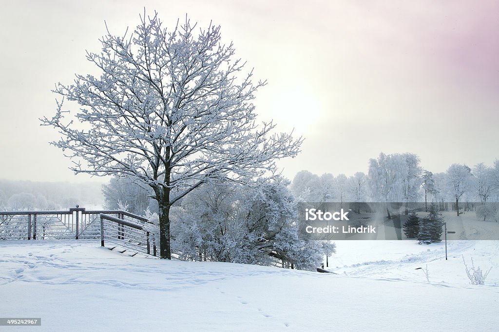 Floresta de inverno - Foto de stock de Azul royalty-free