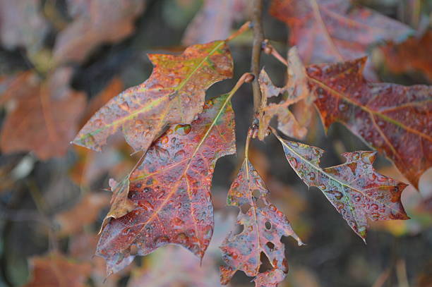 istock Autumn oak leaves with water dropletts 495243066