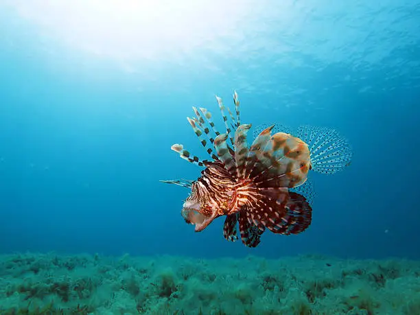 A common lionfish (Pterois miles) yawning in blue water