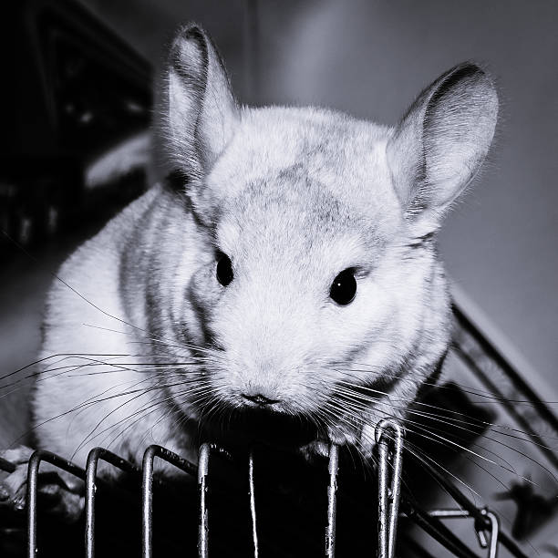 istock Little white chinchilla in black and white 495243378