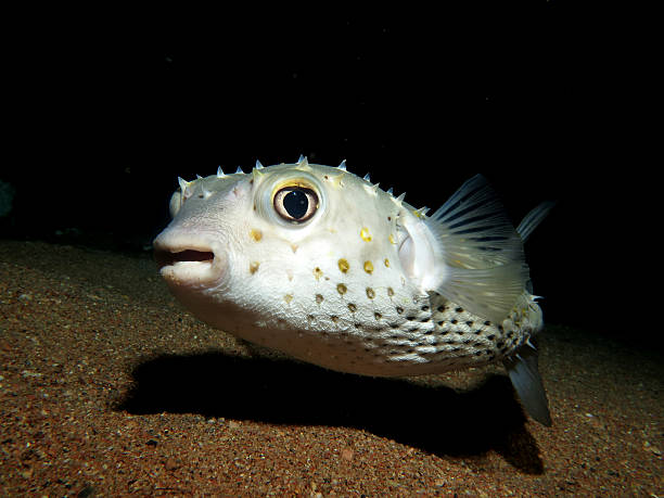 porcupinefish à noite - porcupinefish imagens e fotografias de stock