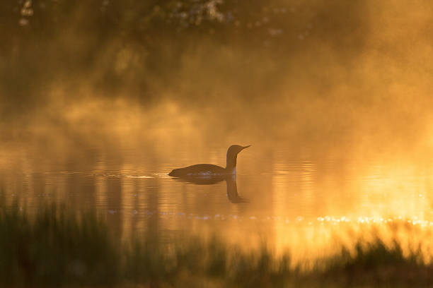 istock Misty morning light with a Red throated loon 495250680