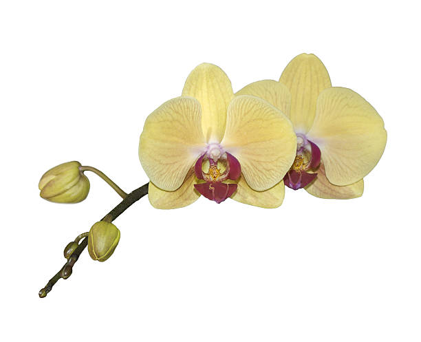 istock yellow orchid twig isolated 495250814