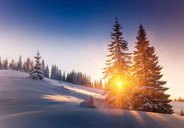 istock View of snow-covered conifer trees at sunrise. 495251948