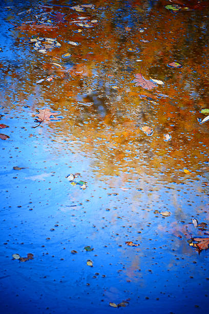 istock Abstract background of tree and leaves reflected in water 495252430