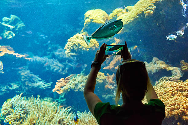 istock capturing pictures in aquarium 495252452