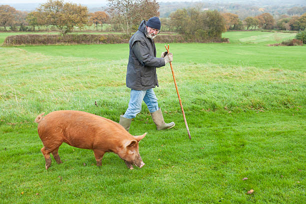 istock Pig Farmer With His Tamworth Sow 495255324