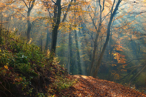 istock Amazing sunrays of dreamy autumn forest 495255510