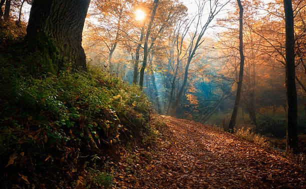 istock Amazing sunrays of dreamy autumn forest 495255564