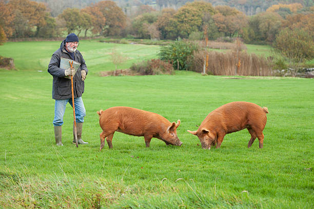 istock Pig Farmer With His Tamworth Sows 495255576