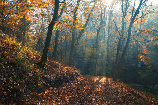 istock Amazing sunrays of dreamy autumn forest 495255672