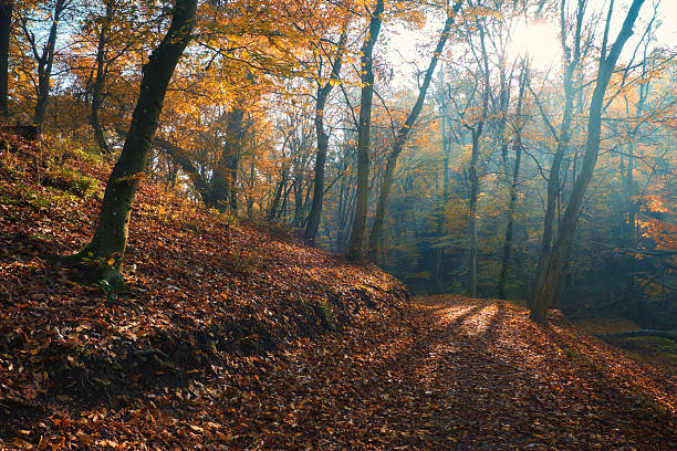 istock Amazing sunrays of dreamy autumn forest 495255728
