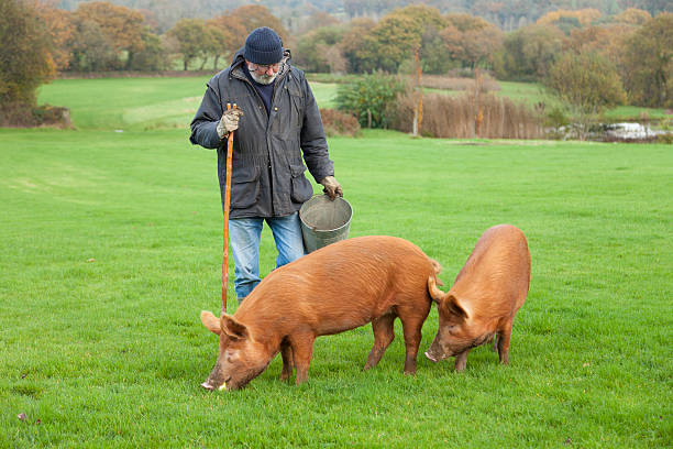 Pig Farmer With His Tamworth Sows