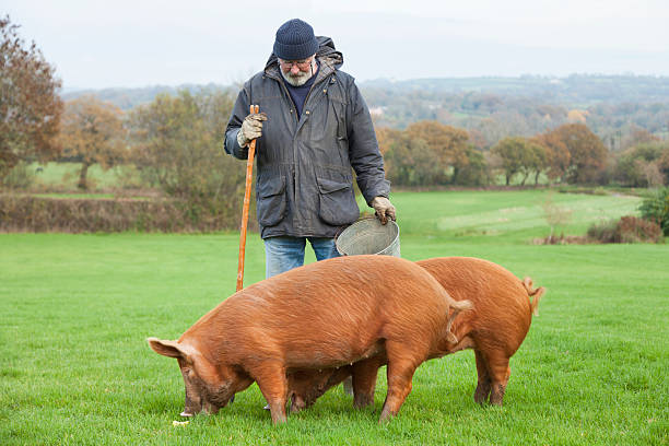 istock Pig Farmer With His Tamworth Sows 495256258