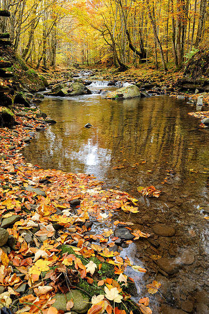 istock Mountain river in the autumn forest 495256260