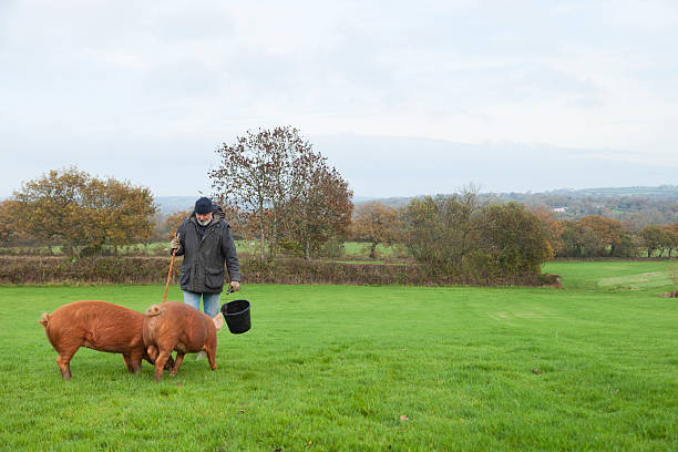 istock Pig Farmer With His Tamworth Sows 495256292