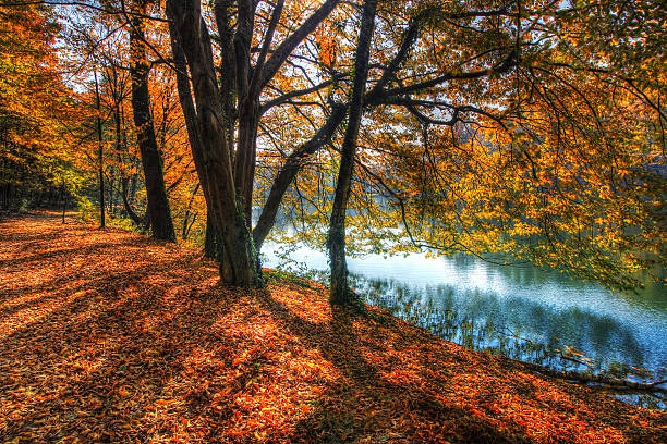 Colorful leaves on trees along lake in autumn, HDR image