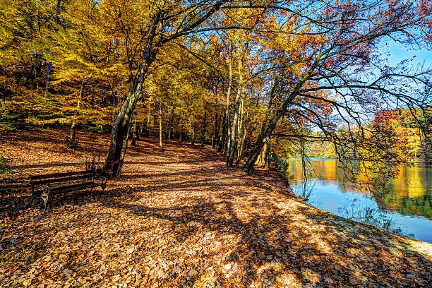 istock Forest along Lake in the autumn, HDR image 495257002