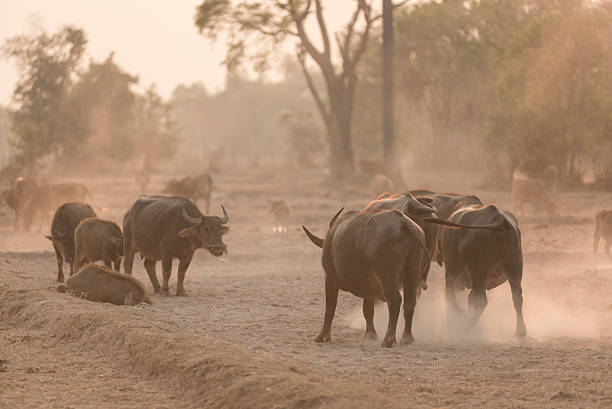 istock sunset with buffalo in Laos 495266358