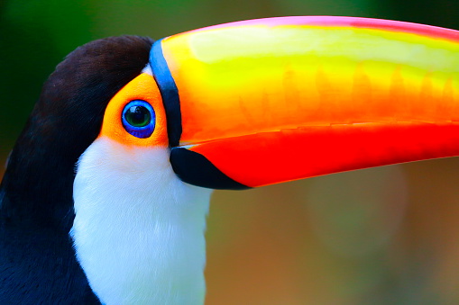 Colorful cute Toucan tropical bird in Brazilian Pantanal – blurred background.