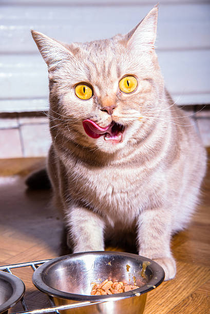 istock The cat has a cat food 495267692