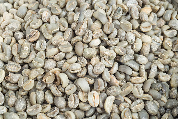 istock Kopi civet coffee series 495268662