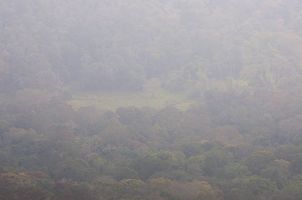 Forest glade through the fog in Periyar National Park, India. This shot was made in Periyar National Park and Wildlife Sanctuary or Periyar Tiger Reserve on January 2015 at sunrise. The fog was so strong that we almost did not see anything around us. This amazing wildlife park is located in Kerala southern state of India. Periyar Tiger Reserve, Thekkady, is an example of nature’s bounty, with great scenic charm, rich bio diversity and providing veritable visitor satisfaction. Sprawled over an area of 925 Sq .km., Periyar is one of the 27 tiger reserves in India. The park is set high in the mountains ranges of the Western Ghats. periyar wildlife sanctuary stock pictures, royalty-free photos & images