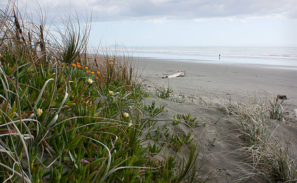 Plants growing in the dunes at Foxton Beach, New Zealand
