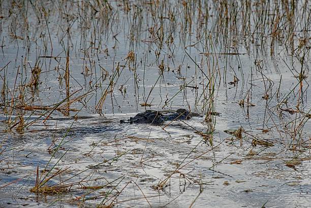 istock American Alligator Swimming 495270894