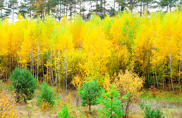 pine and birch forest Landscape - pine and birch forest in autumn season birch gold group reviews complaints stock pictures, royalty-free photos & images