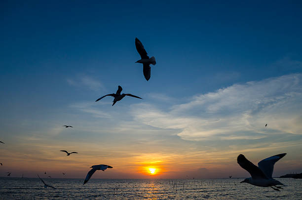 istock bird flying with sea sunset 495272480