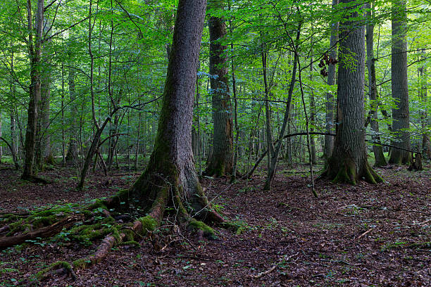 istock Primeval deciduous stand of natural stand in summertime 495272675