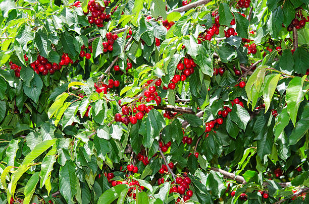 istock Many red sweet ripe cherry berries 495273029