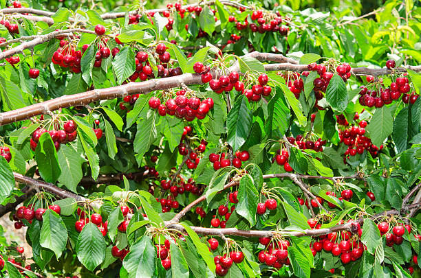 Natural Organic Cherry Berry Bunches Stock Photo - Download Image