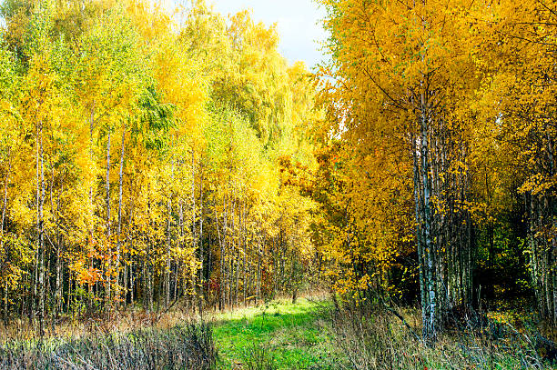 istock Birch forest in autumn season 495273210