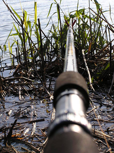 Fishing rod in the Danube Delta