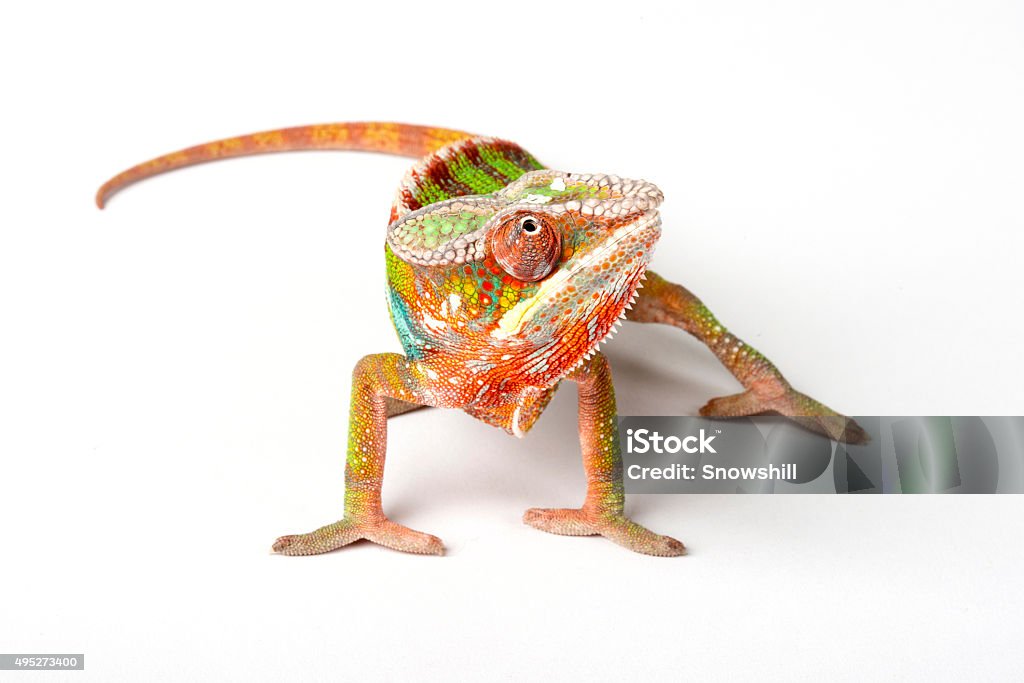 Chameleon Chameleon on a white background Chameleon Stock Photo