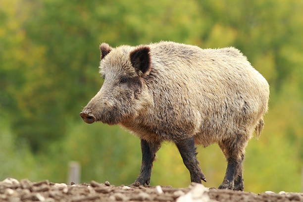 big wild boar in a glade - başıboş hayvan stok fotoğraflar ve resimler