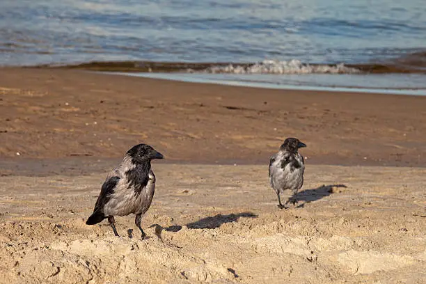 Hooded crow on the seaside - Corvus cornix.