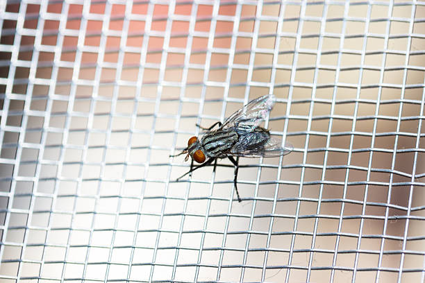 istock Closeup of a Fly on the net 495274185
