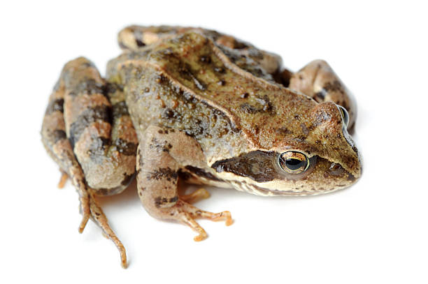 istock Brown Frog Isolated on White Background 495274693
