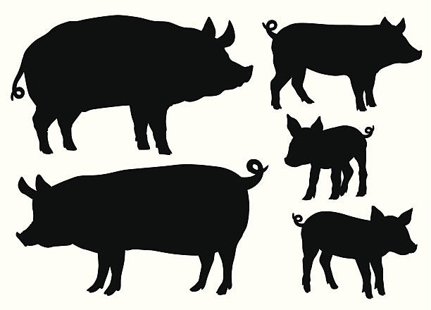 Pigs and piglets Quality black and white vector silhouettes of pigs pig silhouettes stock illustrations