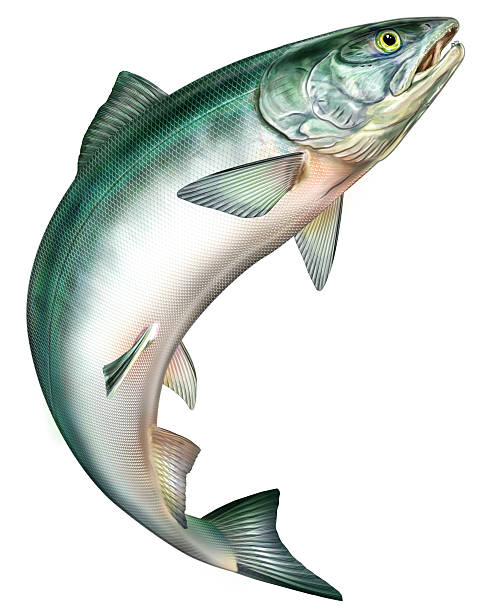 salmon jumping - pembe somon stock illustrations