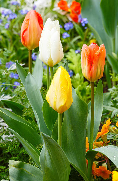 istock Beautiful varicolored tulips. Nature background. 495276053