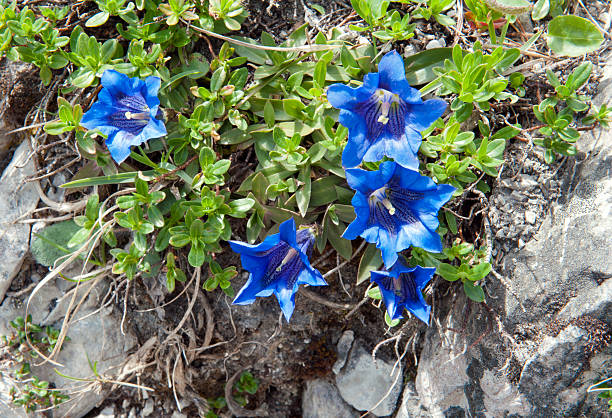 gentian Blue gentian growing on top of a rock enzian stock pictures, royalty-free photos & images