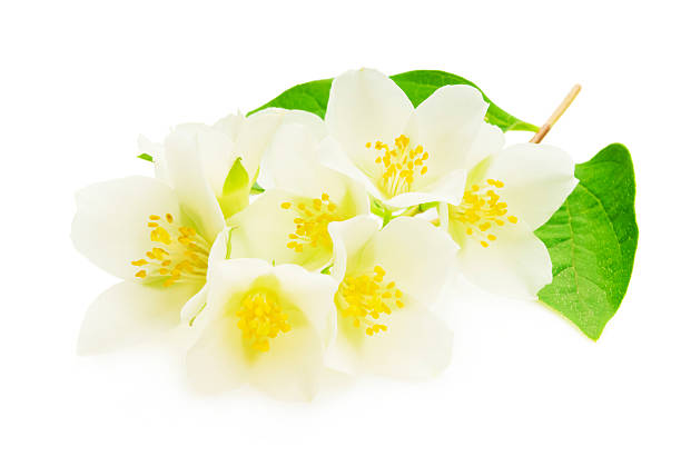 istock Jasmine flower with leaves 495276963